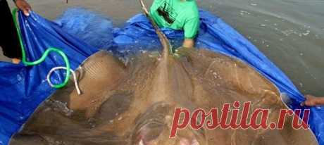 Чудо-юдо Рыба-скат! И это вовсе не герой детских сказок, а реальный речной обитатель, доплывший до нашего времени через многие миллионы лет – большой и смертельно ядовитый.