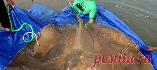 Чудо-юдо Рыба-скат! И это вовсе не герой детских сказок, а реальный речной обитатель, доплывший до нашего времени через многие миллионы лет – большой и смертельно ядовитый.