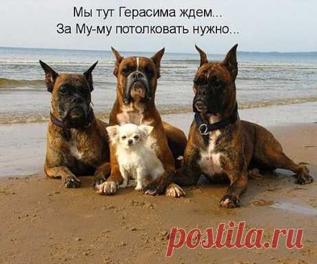 Из школьных сочинений: ”…о Муме” / Приколы