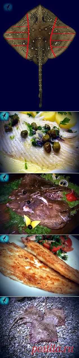 Кулинарные рецепты из мяса скатов.