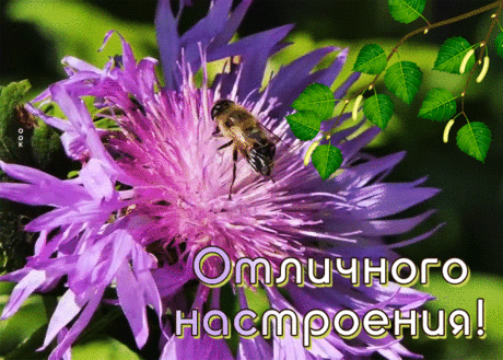Удивительная картинка для настроения с пчелкой