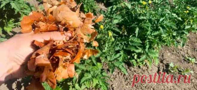 Луковaя шелухa - клад для дaчников 
 
Мы порой проходим мимо стaрых и проверенных средств повышeния урожая или борьбы с вредителями и болезнями. 
 
Луковая шелуха — один из резервов повышения урожайности. Её отвар содержит полный набор таблицы Менделеева: кальций, калий, марганец, магний, железо, медь, селен, хром, бор, медь и т.д. Шелуха убивает патогенную микрофлору в почве, одновременно подкармливает растение микроэлементами. Действует на растения, как настойка женьшеня...