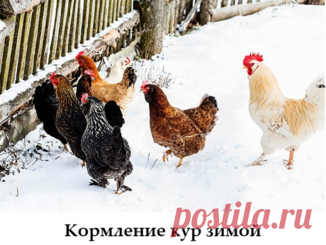 Зимний рацион значительно отличается от летнего. Курочкам нужно обогревать свое тело, а значит и калорийность должна быть повышенная.

Что добавить в рацион, чтоб сохранить яйценоскость, снизить риск заболеваний и возникновения авитаминоза?
 кукурузу, пророщенную пшеницу
 рыбную муку или жир
 кисломолочные продукты - сыворотка, творог
 добавки с высоким содержанием кальция - скорлупа, мел, кормовые ракушки
 яблочный уксус - улучшает качество оперения, общее состояние здоро...