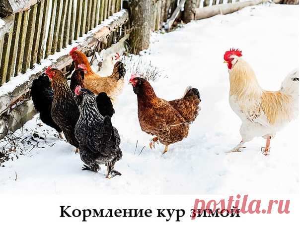 Зимний рацион значительно отличается от летнего. Курочкам нужно обогревать свое тело, а значит и калорийность должна быть повышенная.

Что добавить в рацион, чтоб сохранить яйценоскость, снизить риск заболеваний и возникновения авитаминоза?
 кукурузу, пророщенную пшеницу
 рыбную муку или жир
 кисломолочные продукты - сыворотка, творог
 добавки с высоким содержанием кальция - скорлупа, мел, кормовые ракушки
 яблочный уксус - улучшает качество оперения, общее состояние здоро...