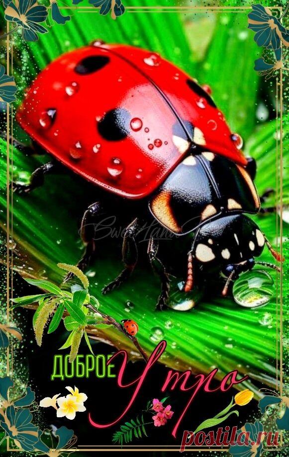 С добрым утром Привет Здрасте Добрый день