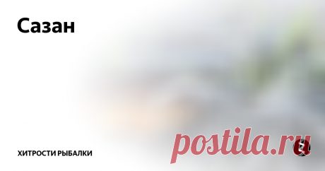 Сазан  Сазан — в большенстве случаев является пресноводной рыбой, можно его встретить и в солоноватой воде. Окультуренная форма сазана— карп, который в настоящее время является основным объектом прудового рыболовства. Он имеет умеренно длинное, высокое и толстое тело, обладает гладкой и крупной чешуей цвет у ее золотисто коричневый. Голова у сазана больших размеров, рот с мясистыми губами находится в низ