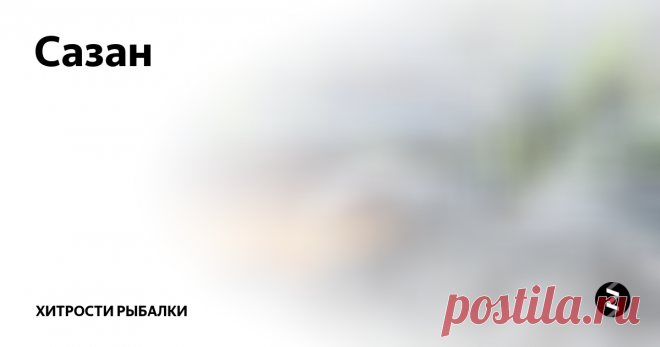 Сазан  Сазан — в большенстве случаев является пресноводной рыбой, можно его встретить и в солоноватой воде. Окультуренная форма сазана— карп, который в настоящее время является основным объектом прудового рыболовства. Он имеет умеренно длинное, высокое и толстое тело, обладает гладкой и крупной чешуей цвет у ее золотисто коричневый. Голова у сазана больших размеров, рот с мясистыми губами находится в низ