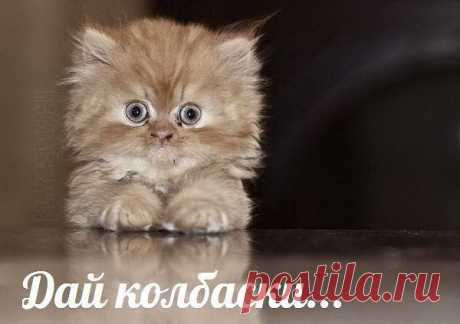Хи-хи-хи...ржака!
Димон Луганск