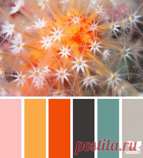 Design Seeds® | find your palette