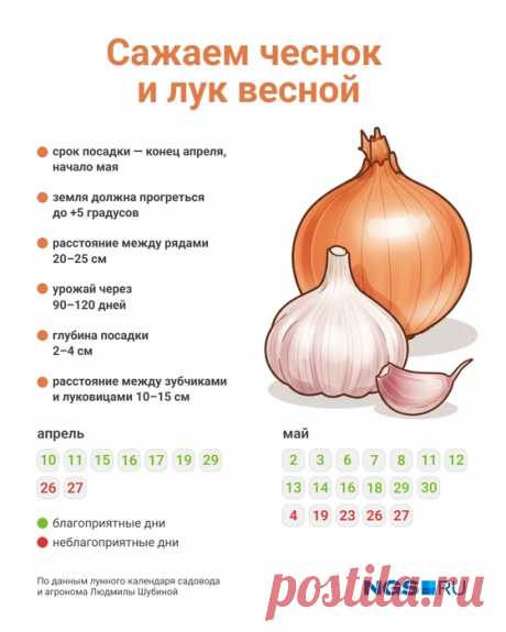 Когда сажать лук в апреле на рассаду: благоприятные дни для посадки по лунному календарю - 10 апреля 2025 - 76.ру