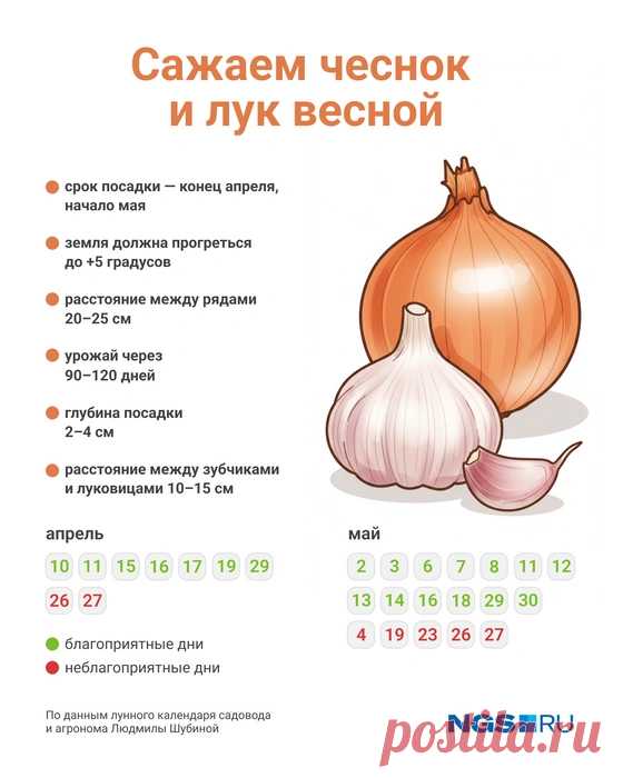 Когда сажать лук в апреле на рассаду: благоприятные дни для посадки по лунному календарю - 10 апреля 2025 - 76.ру