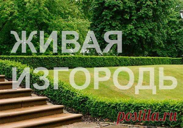Душистая изгородь на дачном участке