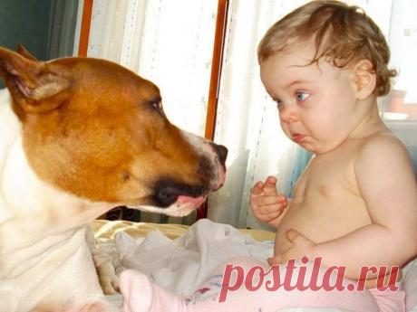 Терпение домашних животных / Питомцы