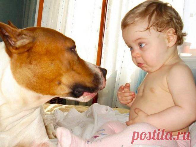 Терпение домашних животных / Питомцы