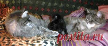 Кто моя мама???