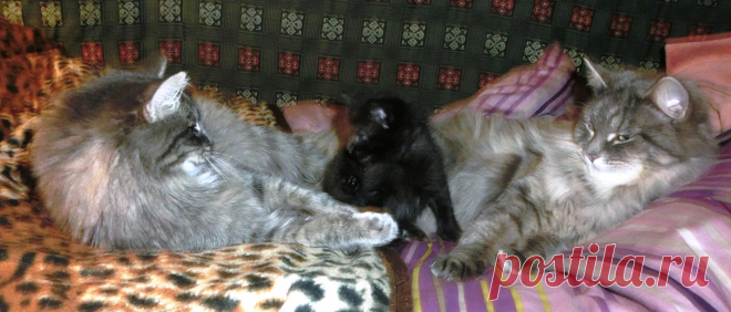 Кто моя мама???