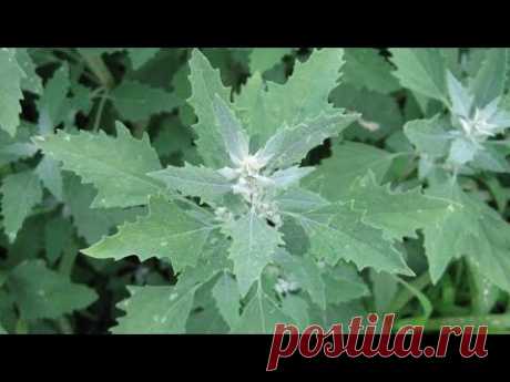 Порошок из лебеды, замена спирулины и хлореллы