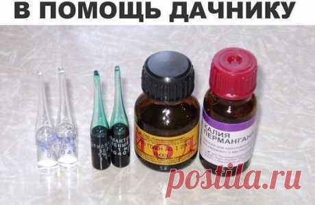10 ПОМОЩНИКОВ ДАЧНИКА ИЗ АПТЕКИ
В начале каждого дачного сезона я обязательно заглядываю в аптеку и хозяйственный магазин. Зачем? Скажу по секрету, что самые простые средства помогают решить множества сложных садово - огородных проблем.
В аптеке были куплены дегтярное и серно-дегтярное мыло. Они хороши для добавления в отвары и настои трав против вредителей и болезней, потому что не просто обеспечивают хорошее прилипание, но еще и сами обладают свойствами отпугивать вредителей, а серно-дегтярн