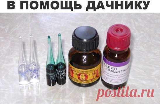 10 ПОМОЩНИКОВ ДАЧНИКА ИЗ АПТЕКИ
В начале каждого дачного сезона я обязательно заглядываю в аптеку и хозяйственный магазин. Зачем? Скажу по секрету, что самые простые средства помогают решить множества сложных садово - огородных проблем.
В аптеке были куплены дегтярное и серно-дегтярное мыло. Они хороши для добавления в отвары и настои трав против вредителей и болезней, потому что не просто обеспечивают хорошее прилипание, но еще и сами обладают свойствами отпугивать вредителей, а серно-дегтярн