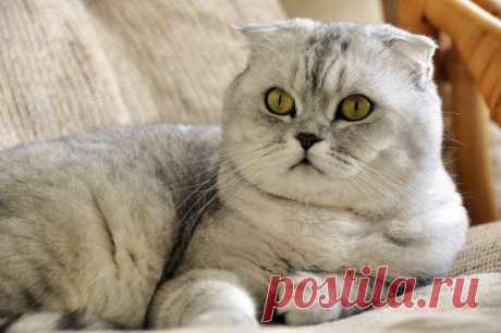 Продажа шотландских котят; Луганск.