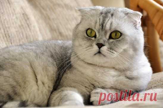 Продажа шотландских котят; Луганск.