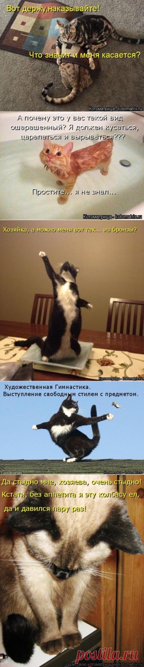 Картинки с животными рассуждалками;)) Новые котоматрицы;))