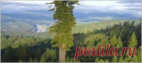 Эфирное масло эвкалипта, свойства и применение | Красота в здоровье