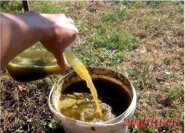 Натуральная чудо-подкормка для всех культур