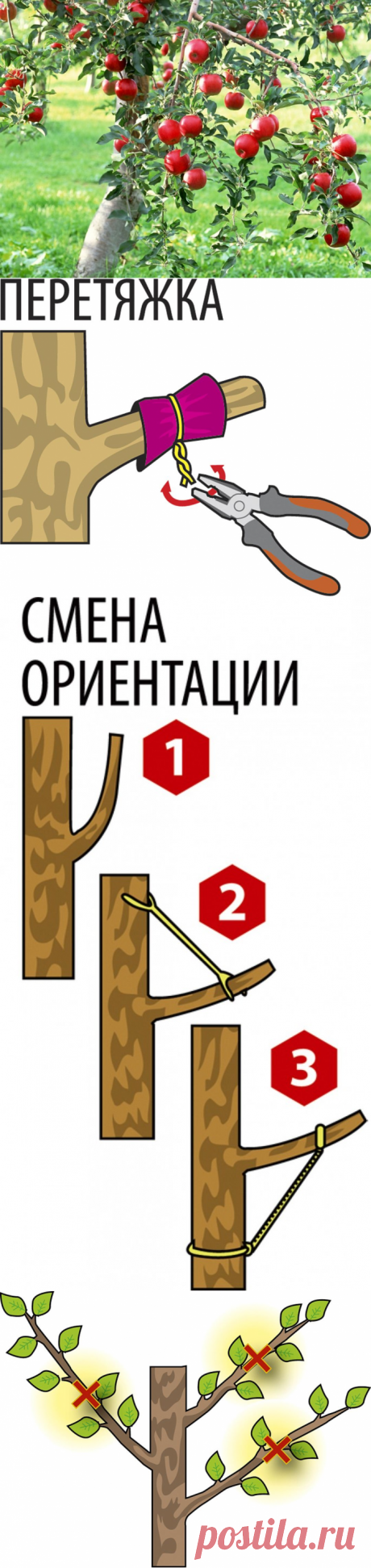 Обхитрить яблоню. Как заставить дерево плодоносить?