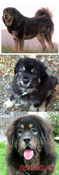 Тибетский мастиф (Tibbetan Mastiff) - описние породы собаки с фото, уход, щенки и питомники | Animal.ru