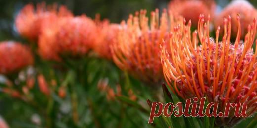 Строптивая экзотка протея