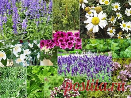 Энциклопедия лекарственных растений