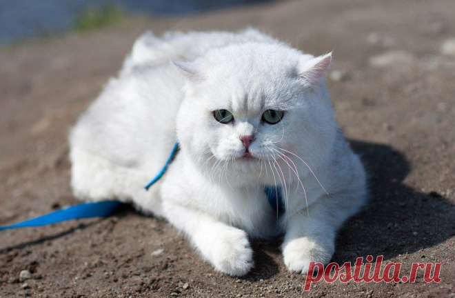 Британский Кот шиншиллового окраса
