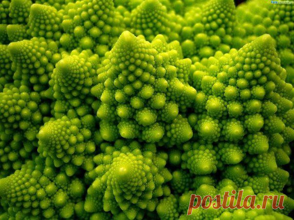 Капуста романеско — самый красивый овощ в мире