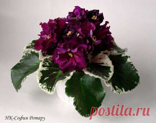 African Violet Plant / НК-София Ротару | eBay
