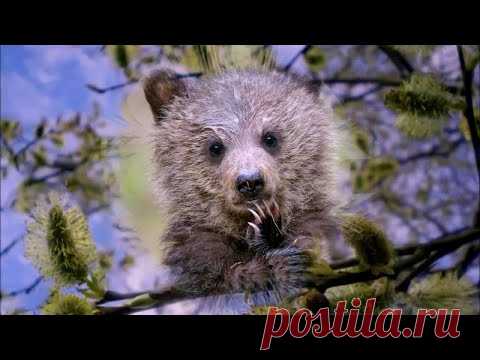 Мишкин лес 💢 Детские стихи Авт.  Лидия Таганова