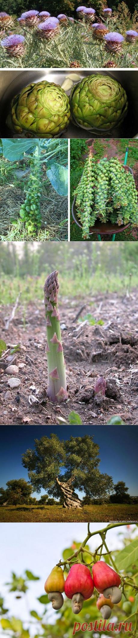 Неизвестное об известном. Что как растет, чтоб потом появится на нашем столе.