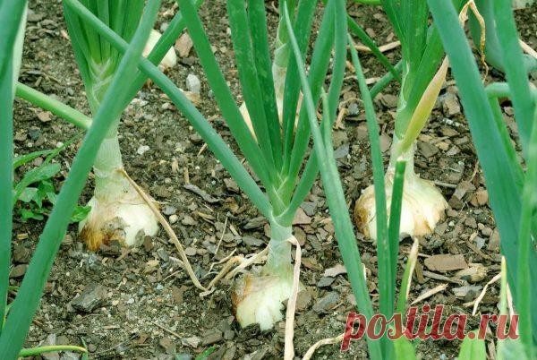 Появились червяки на луковых перьях? Проверенные способы избавления от вредителей