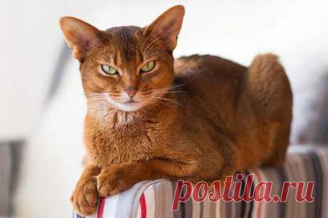 Как кошка указывает на присутствие негатива в доме