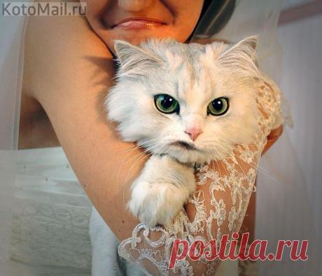 Кот жениха