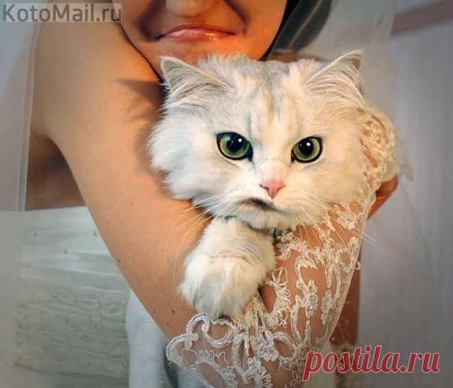 Кот жениха