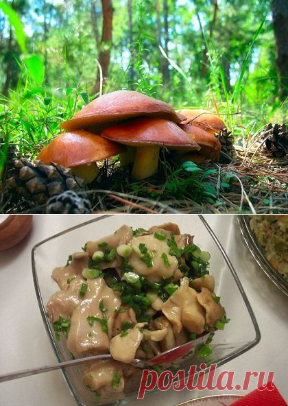 Как собирать, чистить и мариновать маслята? Видео