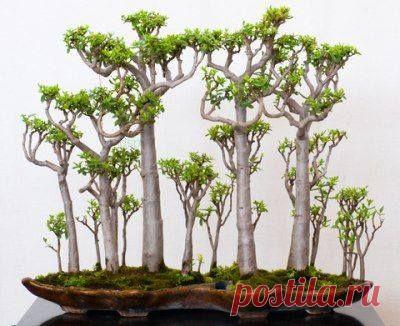 Озеленение и фитодизайн в городе. Технологии растениеводства, пермакультуры