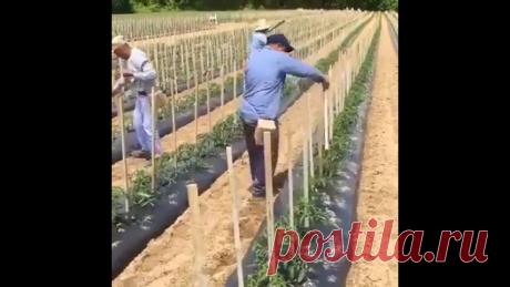 Спаржевая фасоль вигна