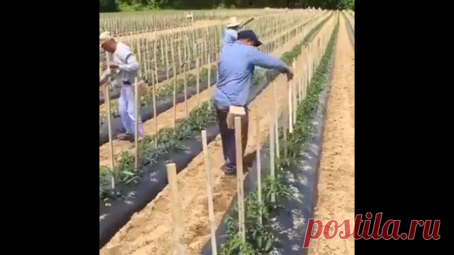 Спаржевая фасоль вигна