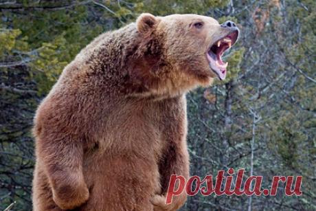 Медведь гризли набросился на совершавшего пробежку туриста. Медведь гризли набросился на мужчину в американском штате Айдахо. Инцидент произошел в пятницу, 9 июля, в окрестностях города Айленд-Парк, находящегося в 30 километрах от Йеллоустонского национального парка. 41-летний турист из штата Мериленд совершал утреннюю пробежку, когда на него напал хищник.