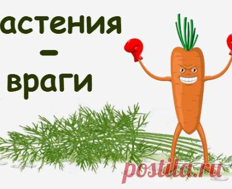 Какие растения нельзя сажать друг с другом