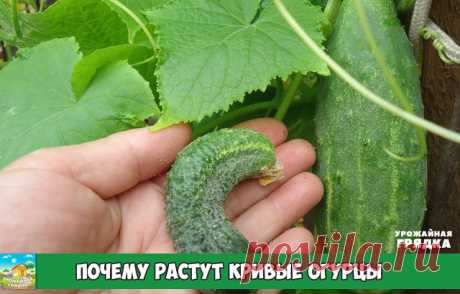 Почему растут кривые огурцы

Вместо ровных и гармоничных пупырчатых огурчиков мы порой наблюдаем экземпляры, достойные кисти самого Пикассо. Но уже давно замечено, что деформация плодов связана с нарушениями в агротехнике.

Дефицит микроэлементов 
Чаще всего причиной появления корявых и искривлённых огурцов является несбалансированный состав питательных элементов в почве.

Калийное голодание 
Если даже в начале сезона содержание калия в грунте было достаточным, то ближе к ...