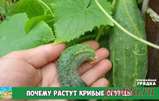 Почему растут кривые огурцы

Вместо ровных и гармоничных пупырчатых огурчиков мы порой наблюдаем экземпляры, достойные кисти самого Пикассо. Но уже давно замечено, что деформация плодов связана с нарушениями в агротехнике.

Дефицит микроэлементов 
Чаще всего причиной появления корявых и искривлённых огурцов является несбалансированный состав питательных элементов в почве.

Калийное голодание 
Если даже в начале сезона содержание калия в грунте было достаточным, то ближе к ...