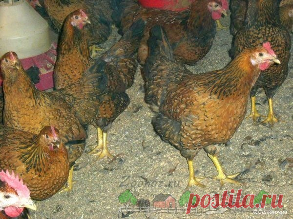 Как определить возраст курицы несушки: советы и фото
